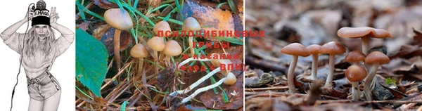 прущая мука Магадан
