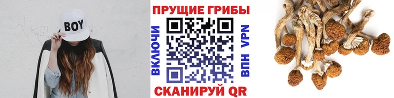 наркота  Ижевск  Галлюциногенные грибы Psilocybe 